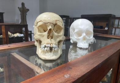 Réplica em 3D de crânio é a novidade no acervo do Museu de Ciências Forenses Foto: Polícia Científica do Paraná