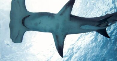 Brasileiro cria método que evita pesca acidental de tubarões e raias - Liv Williamson - Passioiventa